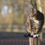 Farm stay Logies Angelbeeck Afferden (Limburg)