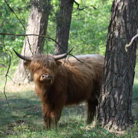 Logies Angelbeeck 아페덴