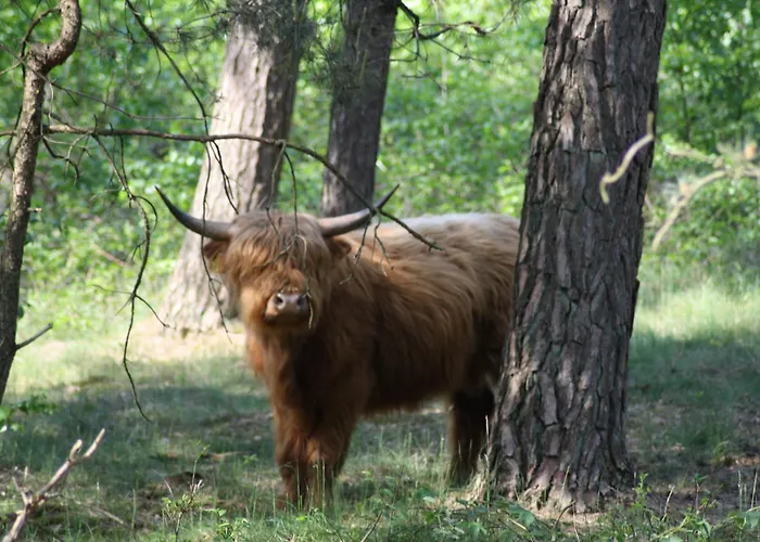 Logies Angelbeeck Afferden (Limburg)
