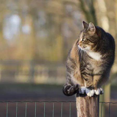 مزرعة للإقامة Logies Angelbeeck Afferden (Limburg)