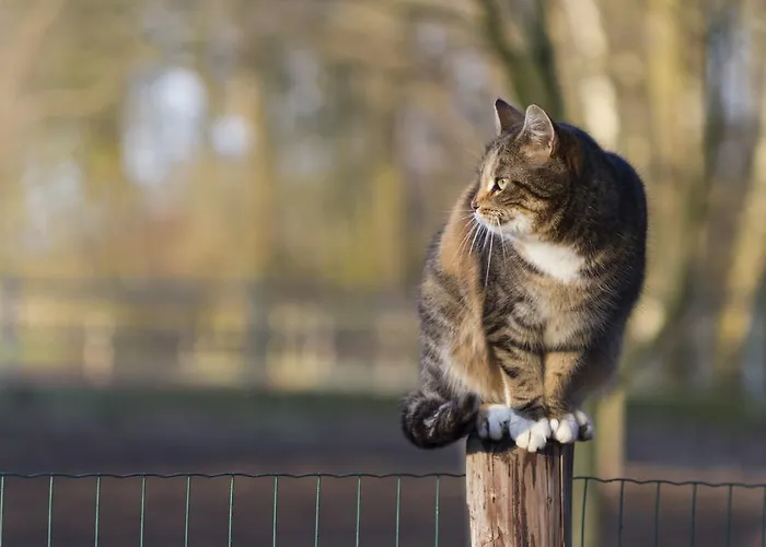 ファームステイ Logies Angelbeeck アッフェルデン